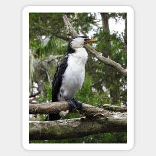 Little Pied Cormorant Sticker